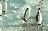 Cliquez sur l'image pour la voir en taille relle

Nom : penguins.gif
Affichages : 3761
Taille : 434,7 Ko
ID : 5